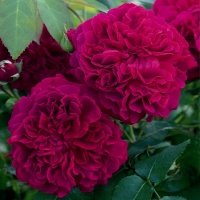    2000