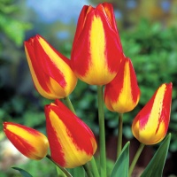   5 