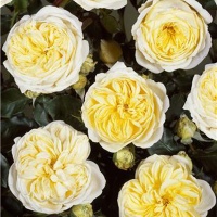 Rose Kronprinsesse Mary (POULcas018) Poulsen 2004